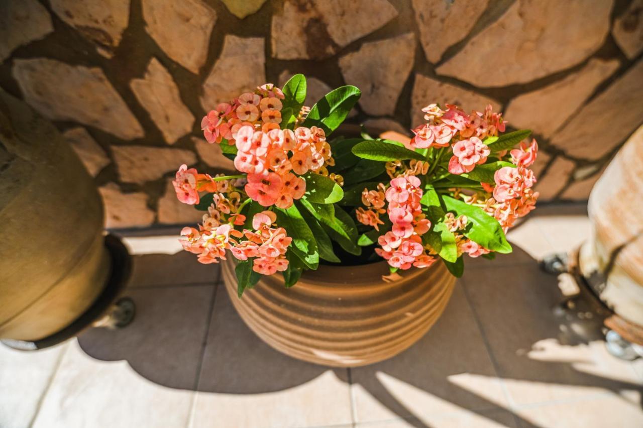 Aloe Villa Chania Crete Джорджополис Екстериор снимка